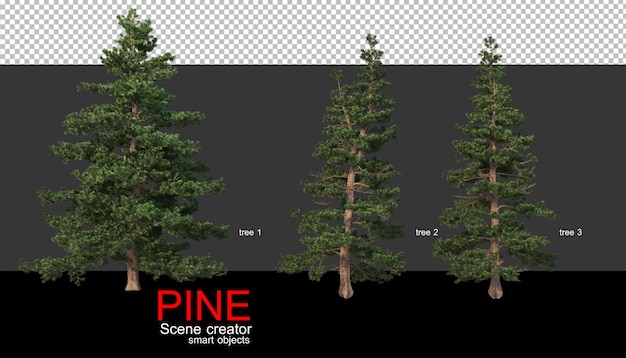 Pine trees of various sizes