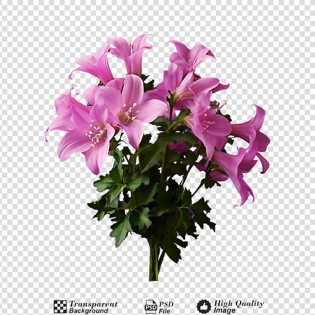 pink campanula bouquet isolated on transparent background