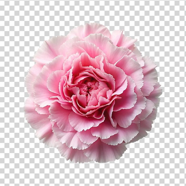 Pink carnation flower isolated on transparent background