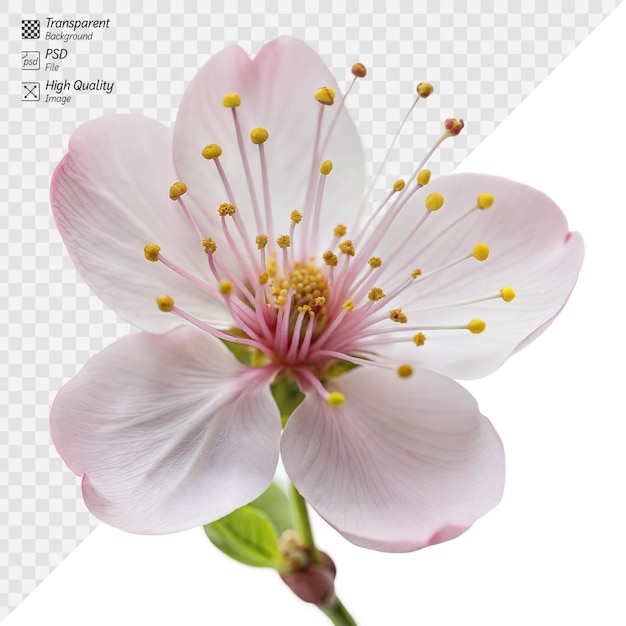 PSD pink cherry blossom flowers in full bloom on a transparent background