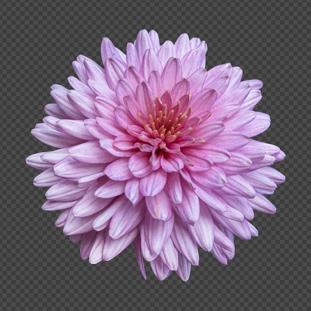 Pink chrysanthemum flower isolated rendering