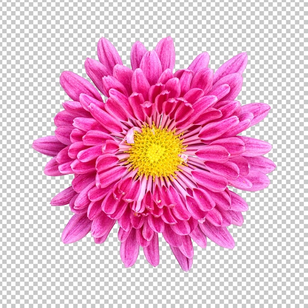 Pink chrysanthemum flower isolated rendering