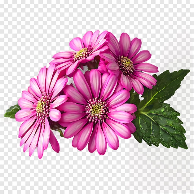 Pink Cineraria flower isolated on a transparent background