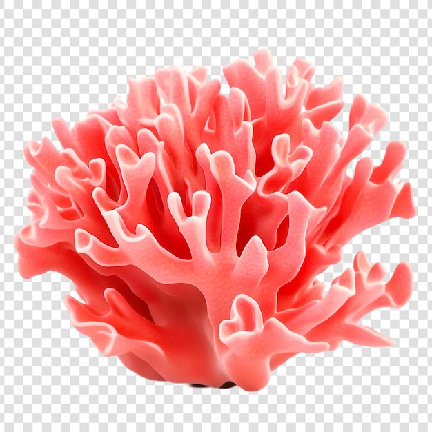 PSD pink coral on a transparent background