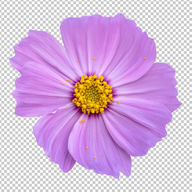 Pink cosmos flower isolated rendering