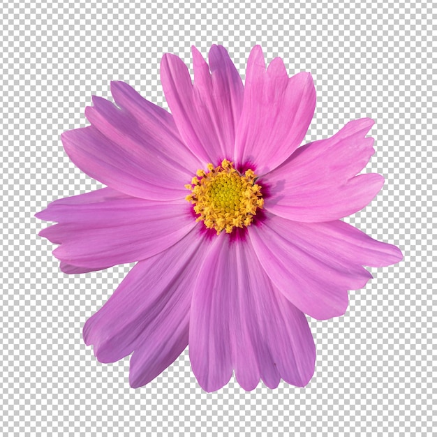 Pink cosmos flower isolated rendering