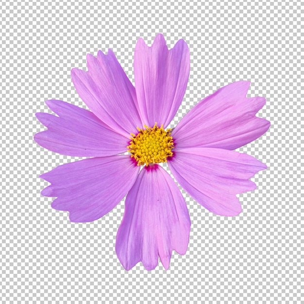 Pink cosmos flower isolated rendering