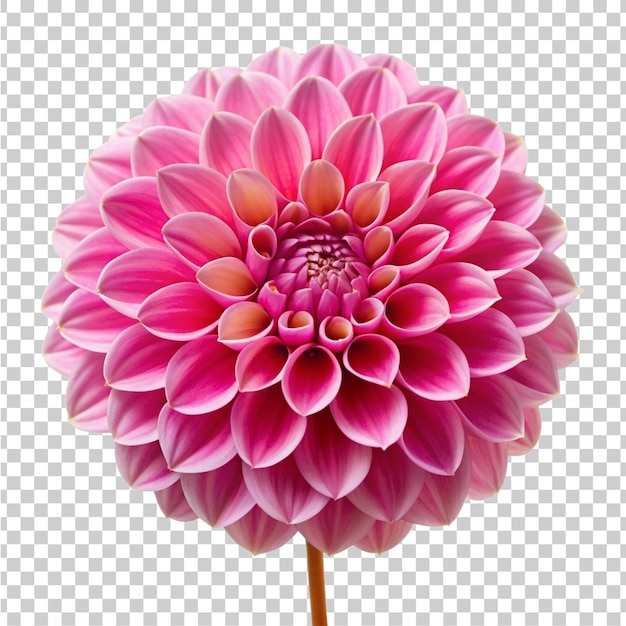 PSD pink dahlia flower on a transparent background psd