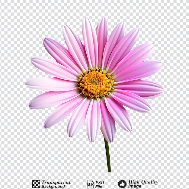 pink daisy chamomile isolated on transparent background