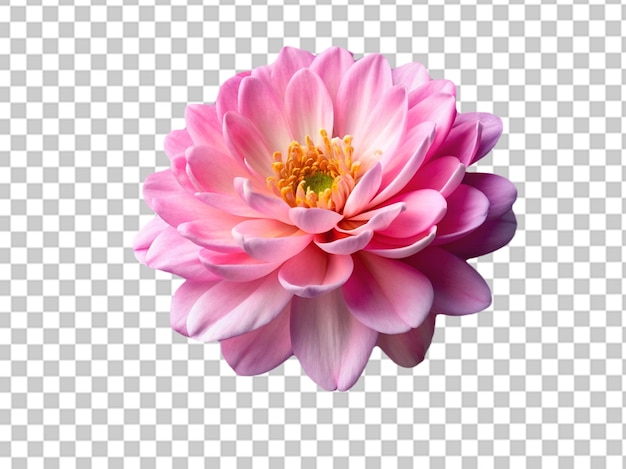 pink daisy flower isolated on transparent background