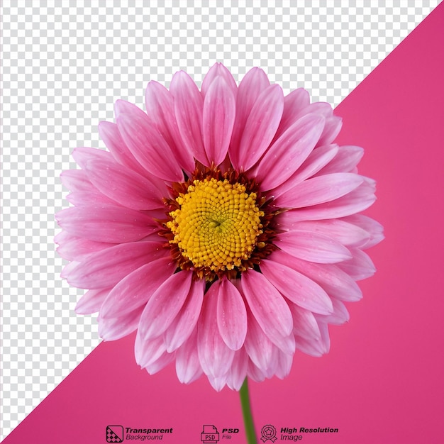 Pink flower against a transparent background isolated