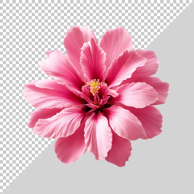 a pink flower is shown on a transparent background