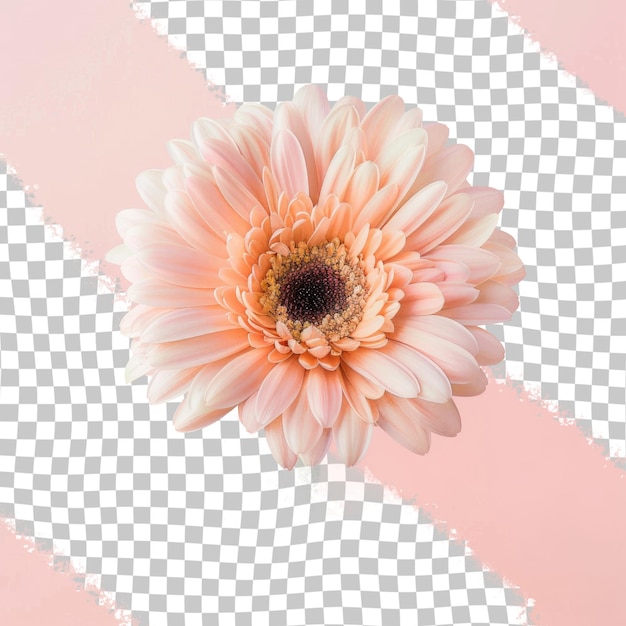 a pink flower is shown on a transparent background