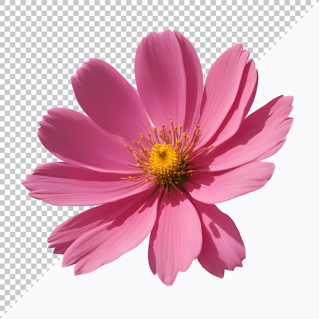 a pink flower is shown with a white background