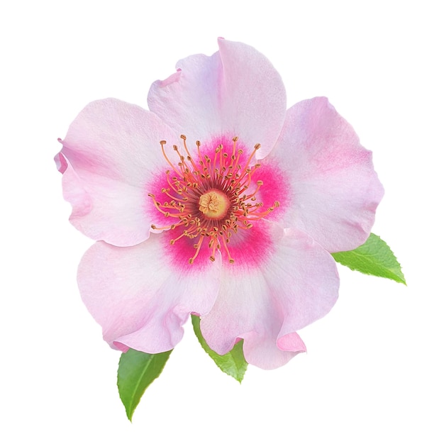 A pink flower isolated jpg and psd file