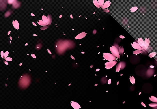 PSD pink flower leaf falling explosion in transparent background