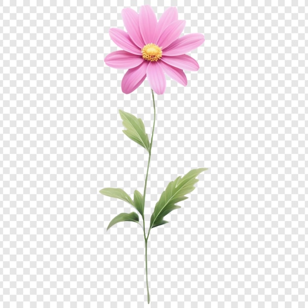 pink flower on a transparent background