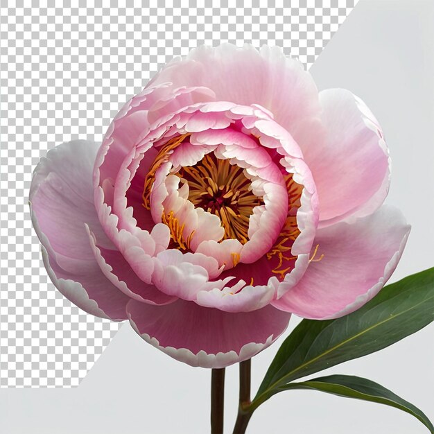 PSD a pink flower with a gold leaf on it