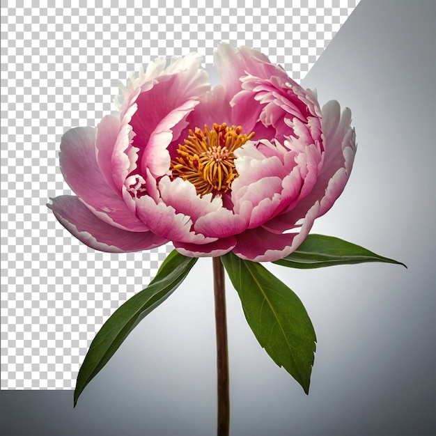 PSD a pink flower with the number 3 on it