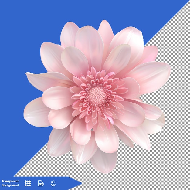 a pink flower with a white background with a blue background