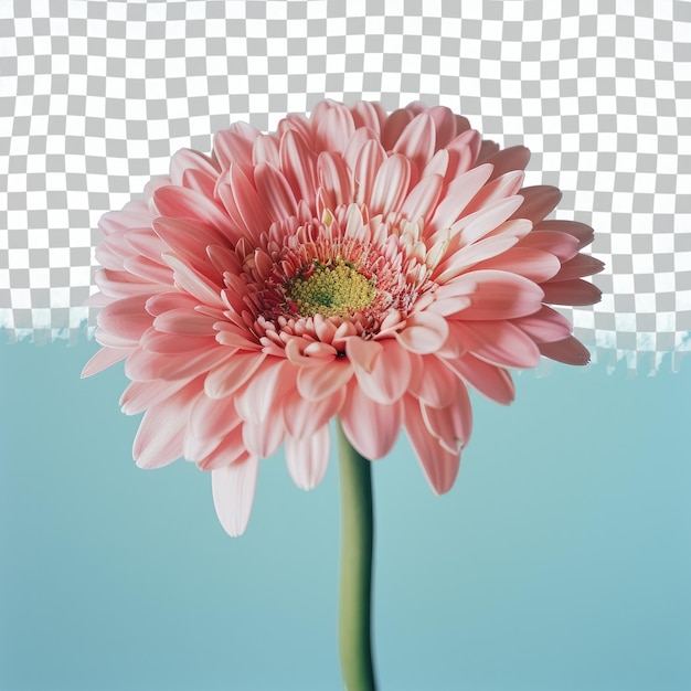 a pink flower with a white background with a pattern in the middle