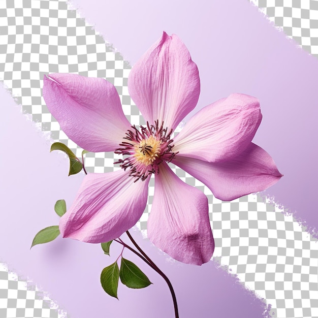 a pink flower with a white background with a purple background.