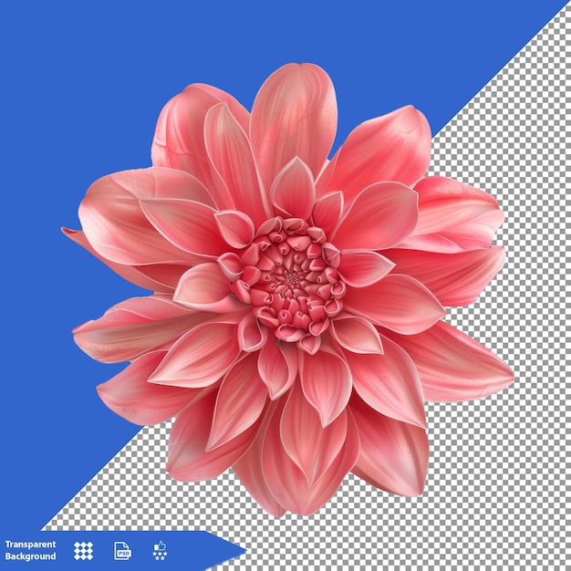 a pink flower with a white border and a blue background