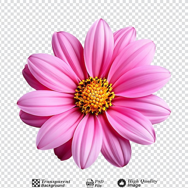 a pink flower with a yellow center isolated on transparent background