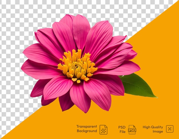 A pink flower with yellow centre on transparent background