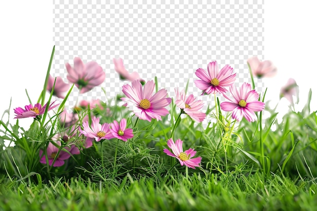 PSD pink flowers in a green field