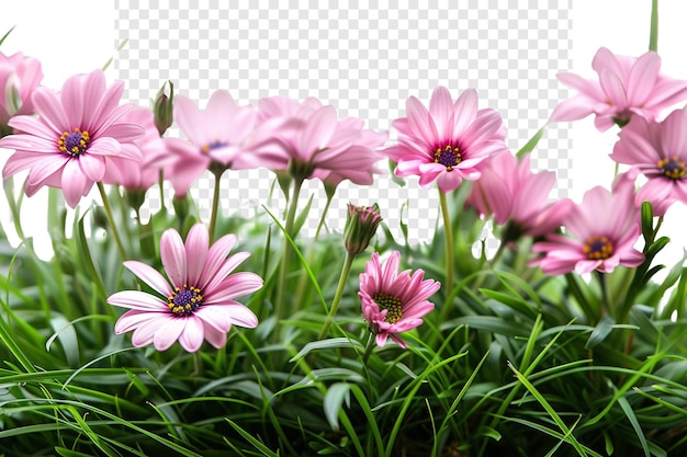 PSD pink flowers in green grass