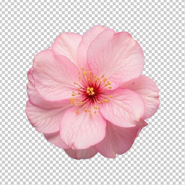 Pink flowers on white background