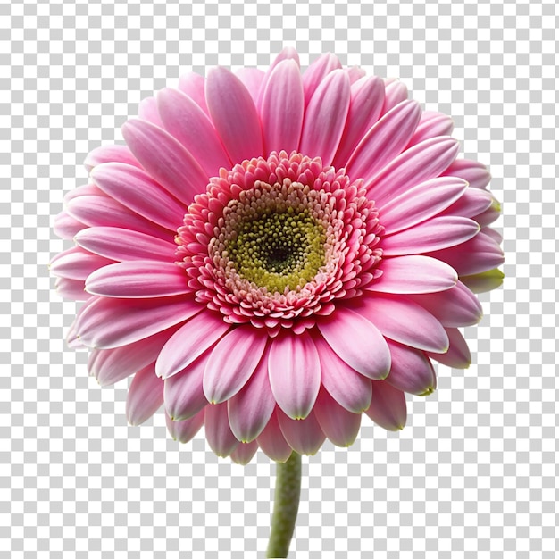 Pink gerbera flower Isolated on transparent background