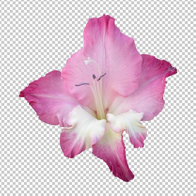 Pink gladiolus flower isolated rendering