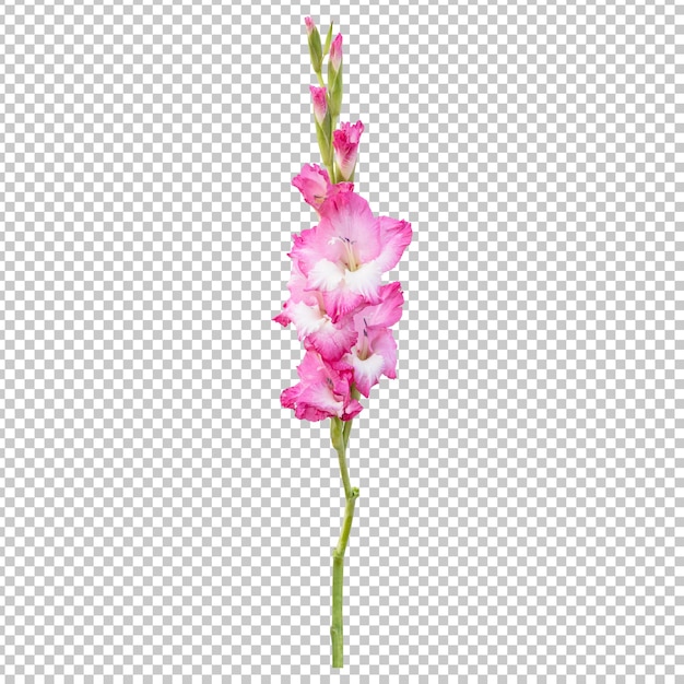 Pink gladiolus flower stem isolated rendering