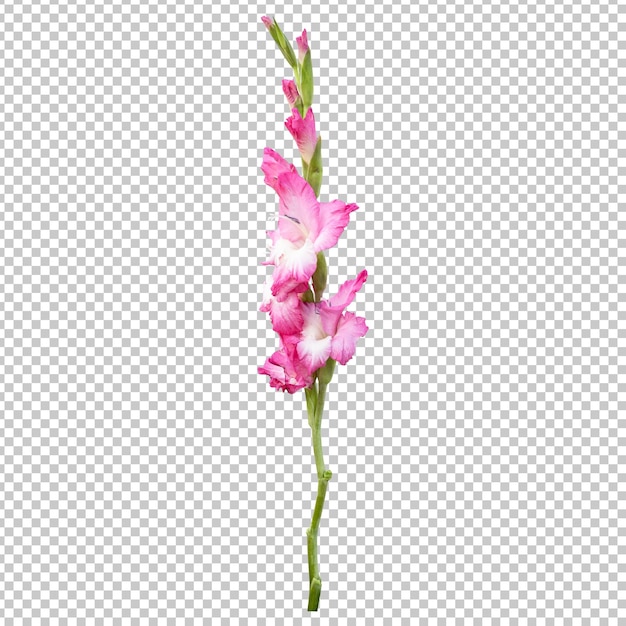 Pink gladiolus flower stem isolated rendering