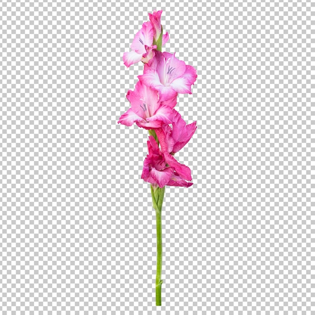 Pink gladiolus flower stem isolated rendering