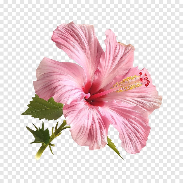 Pink hibiscus flower isolated on a transparent background