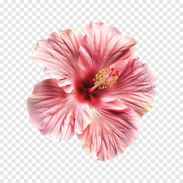 Pink hibiscus flower isolated on a transparent background