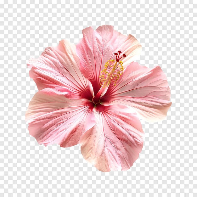 Pink hibiscus flower isolated on a transparent background