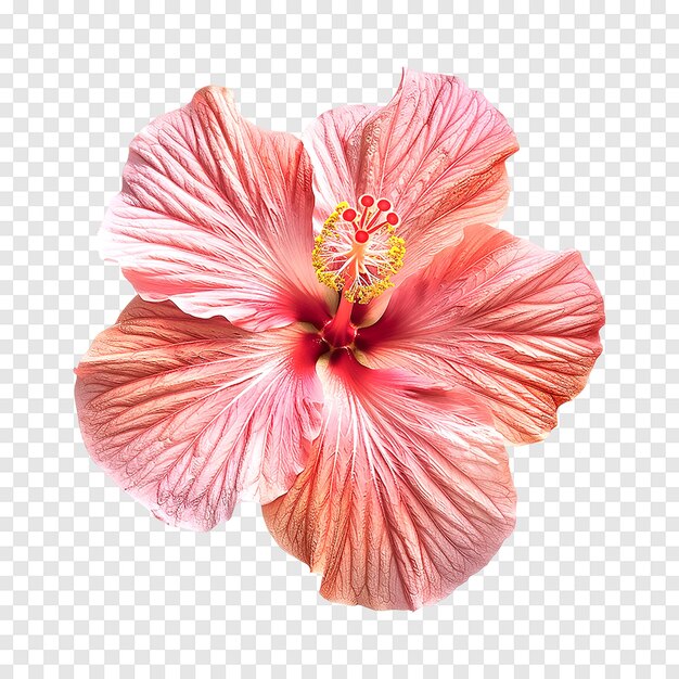 PSD pink hibiscus flower isolated on a transparent background