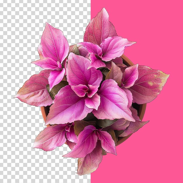 Pink houseplant isolated on transparent background