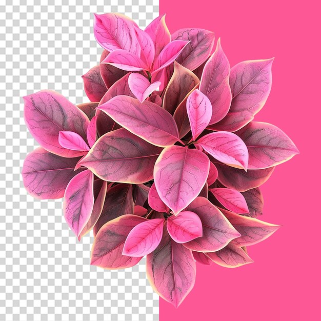 Pink houseplant isolated on transparent background