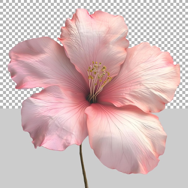 Pink Magnolia Flower on Transparent background Ai Generated