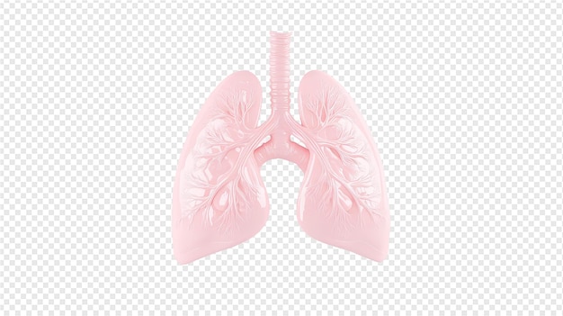 PSD pink medical lungs with floral pattern on a transparent background