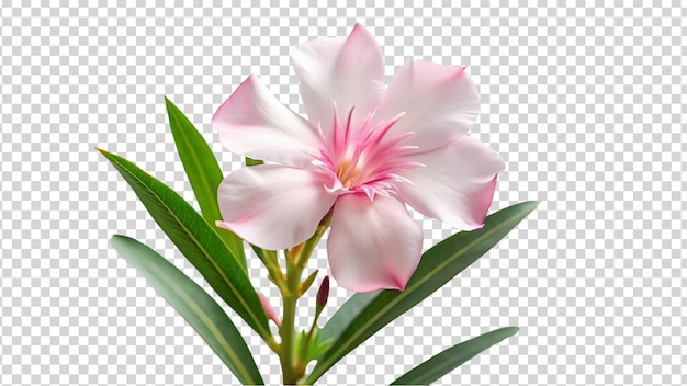 Pink oleander flower isolated on transparent background