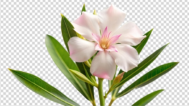 Pink oleander flower isolated on transparent background