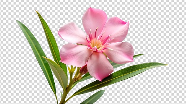 Pink oleander flower isolated on transparent background