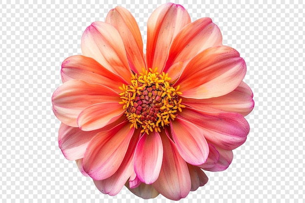 pink and orange flower isolated on transparent background