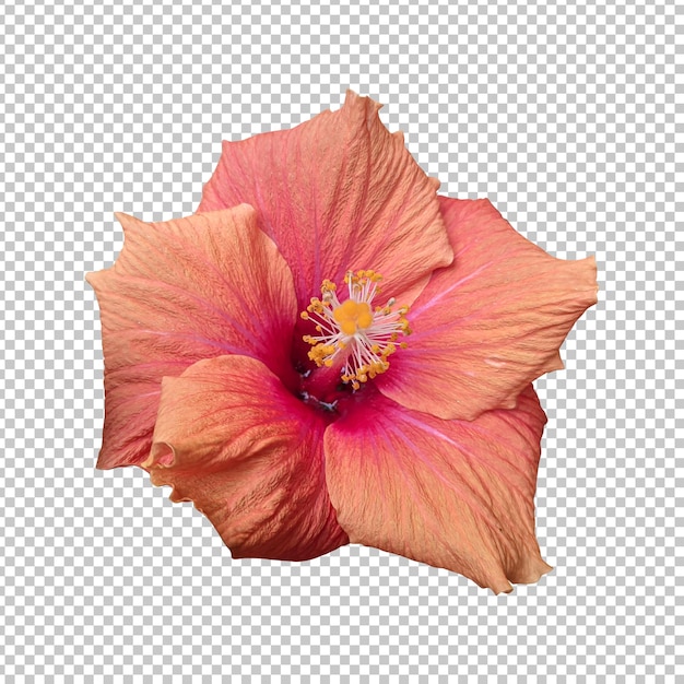 Pink orange hibiscus flower isolated rendering